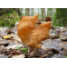 Мицелий Строчка осеннего (Gyromitra infula) Мицелий Строчка осеннего (Gyromitra infula)
